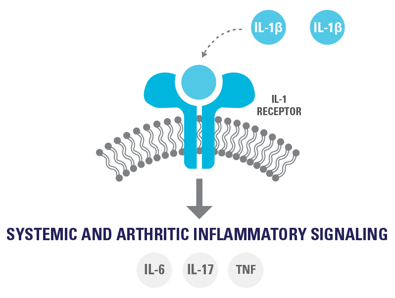 Still’s Disease Mechanism of Disease