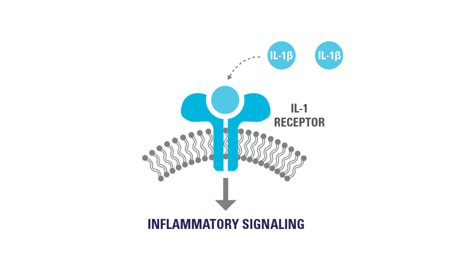 Diagram showing the Ilaris mechanism of disease for periodic fever syndromes.