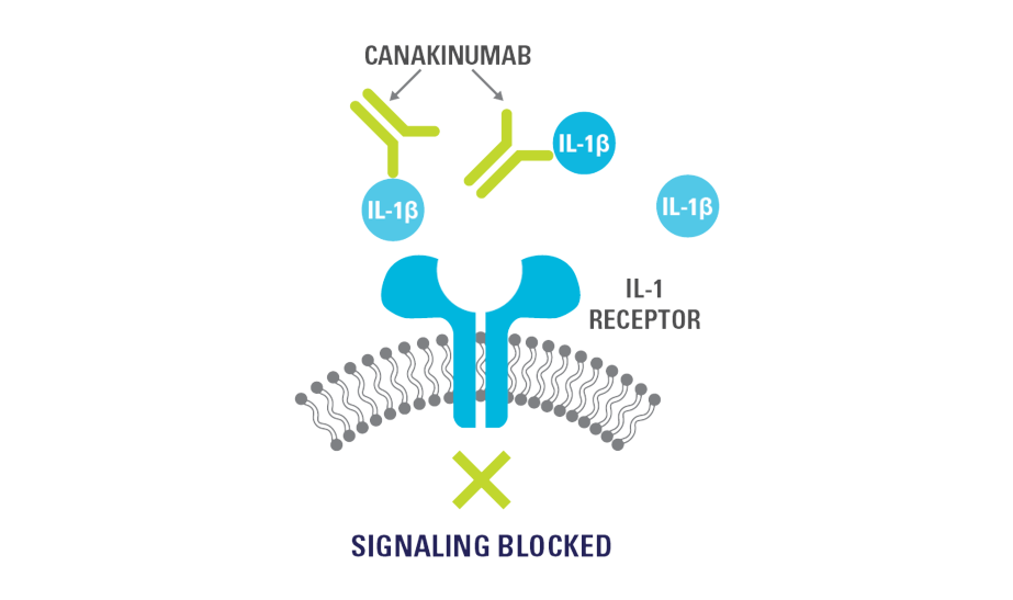 Diagram showing the Ilaris mechanism of action for periodic fever syndromes. 